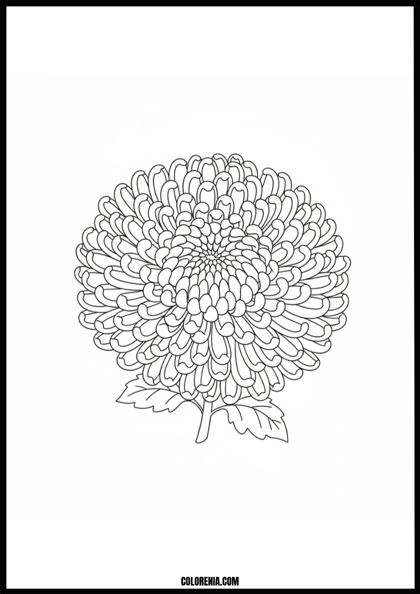 Beautiful Blooming Chrysanthemum Flower Coloring Page