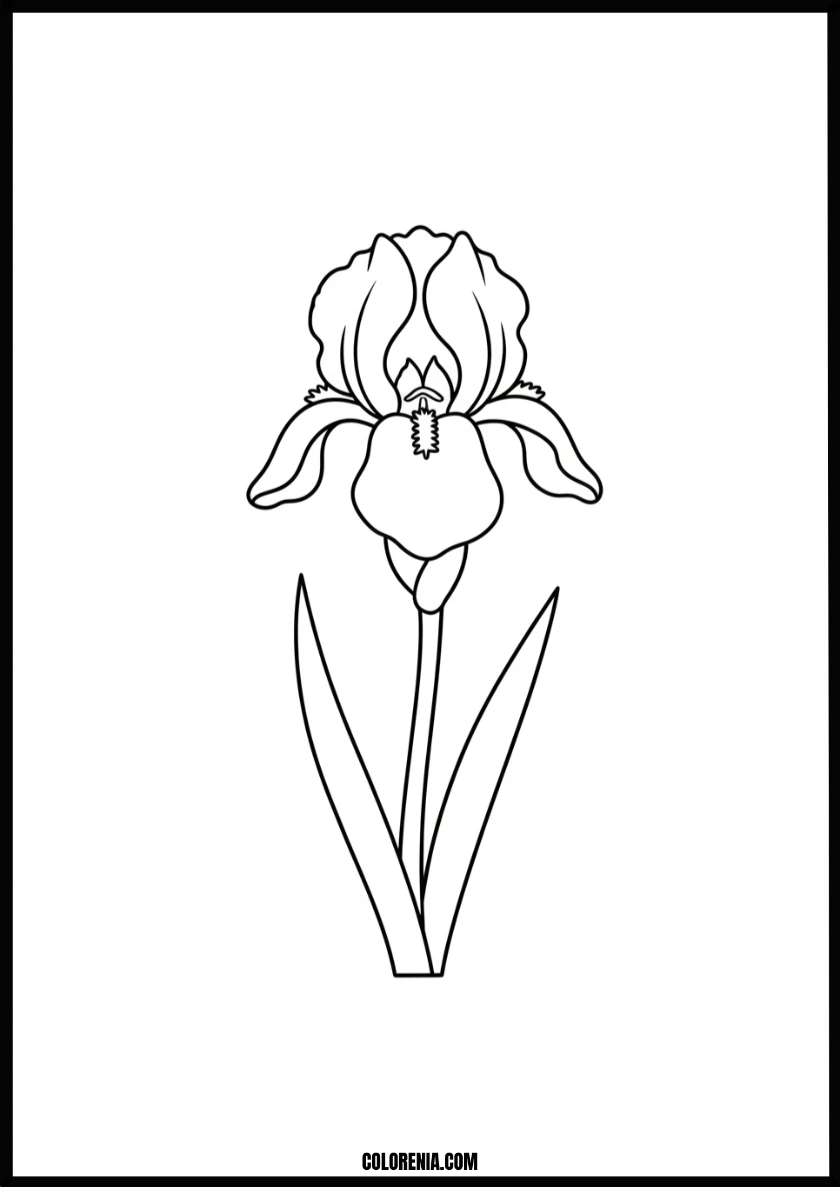 Beautiful Iris Flower Coloring Page