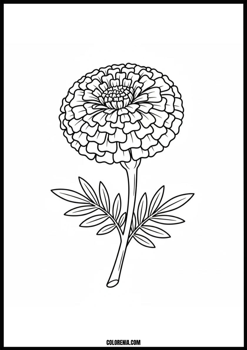 Beautiful Marigold Flower Coloring Page