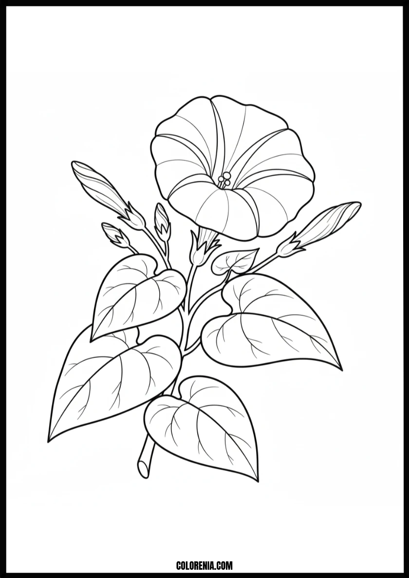 Beautiful Morning Glory Flower Coloring Page
