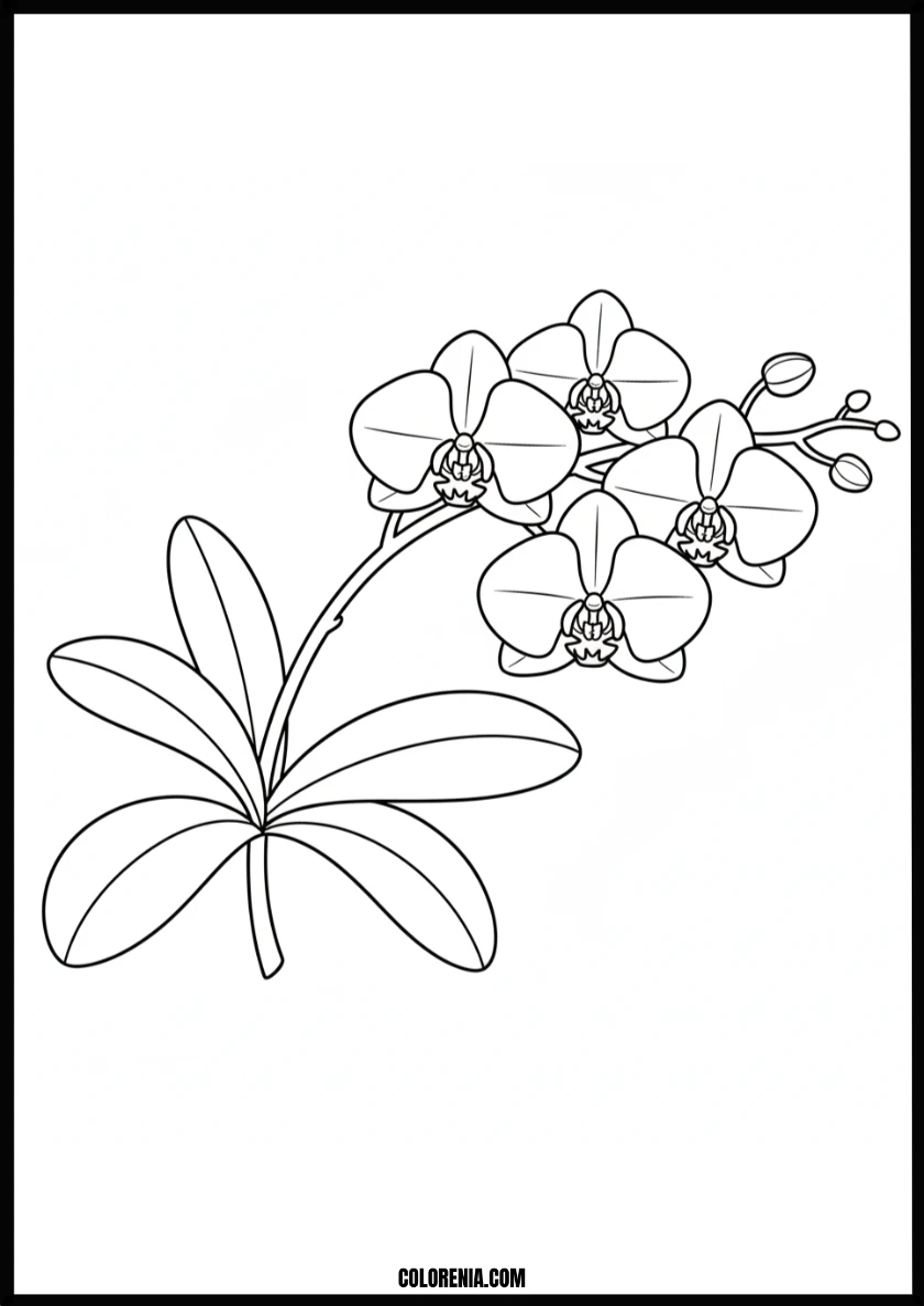 Beautiful Orchid Flowers Coloring Page