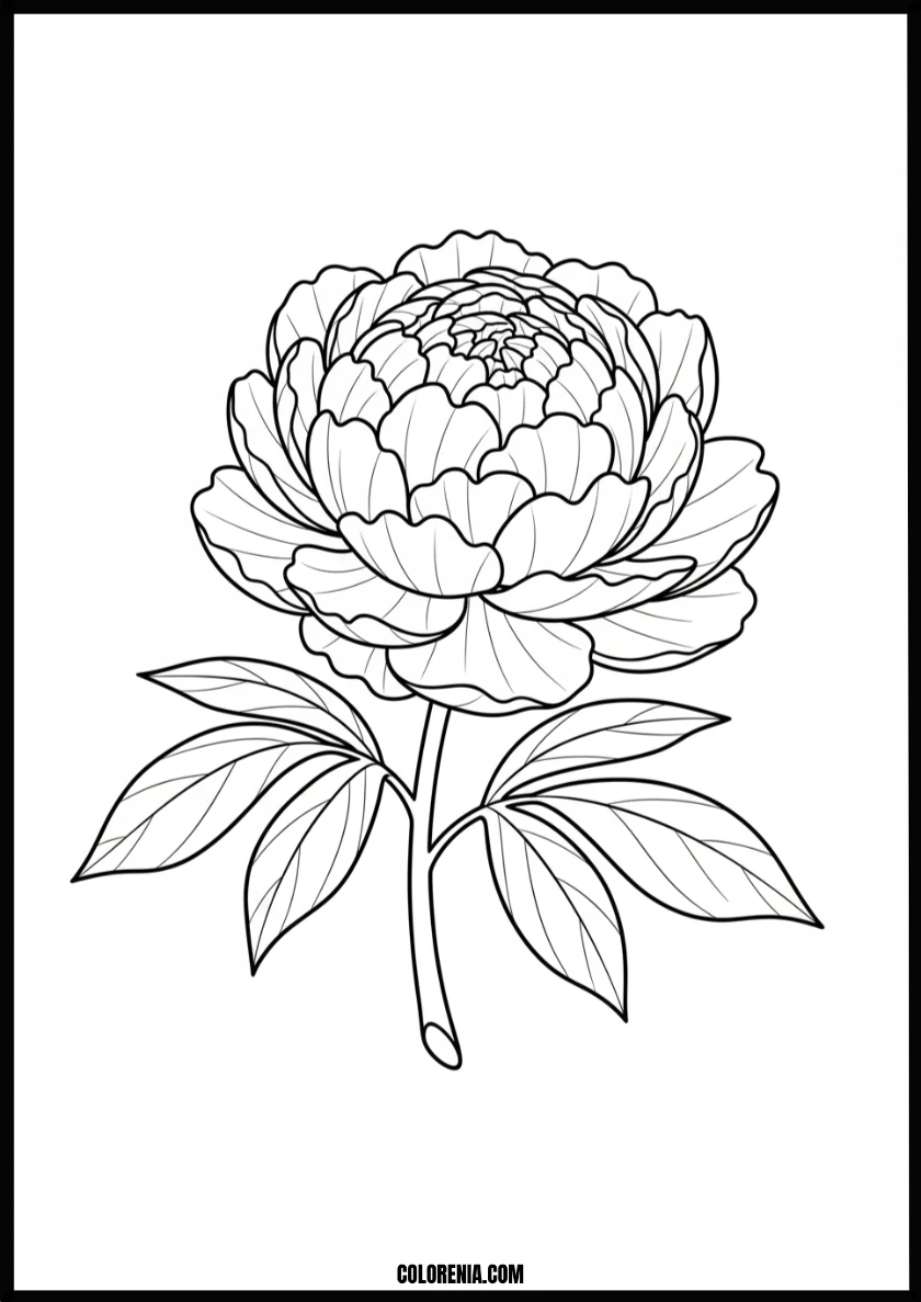 Beautiful Peony Flower Coloring Page