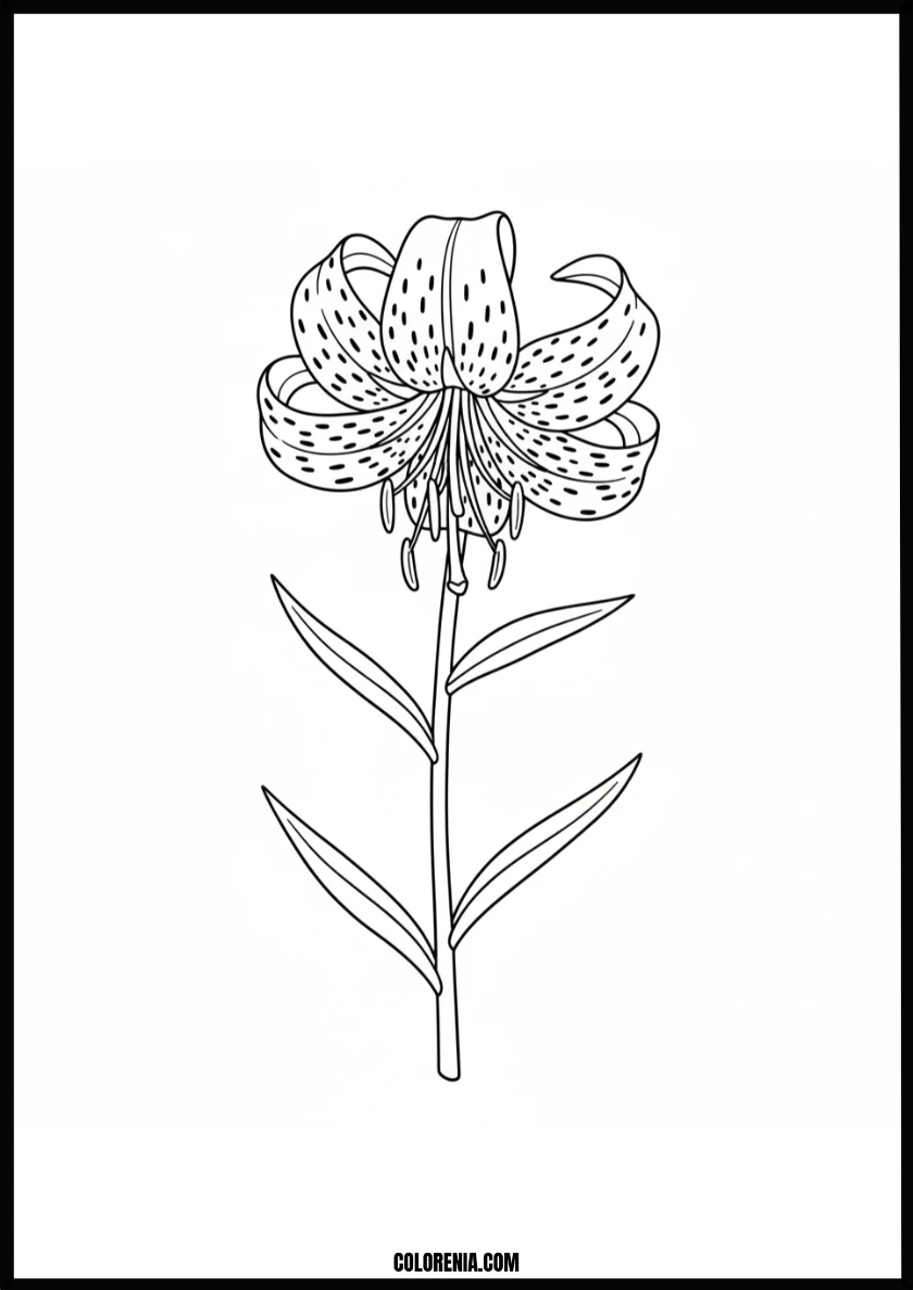 Beautiful Spotted Tiger Lily Flower Coloring Page