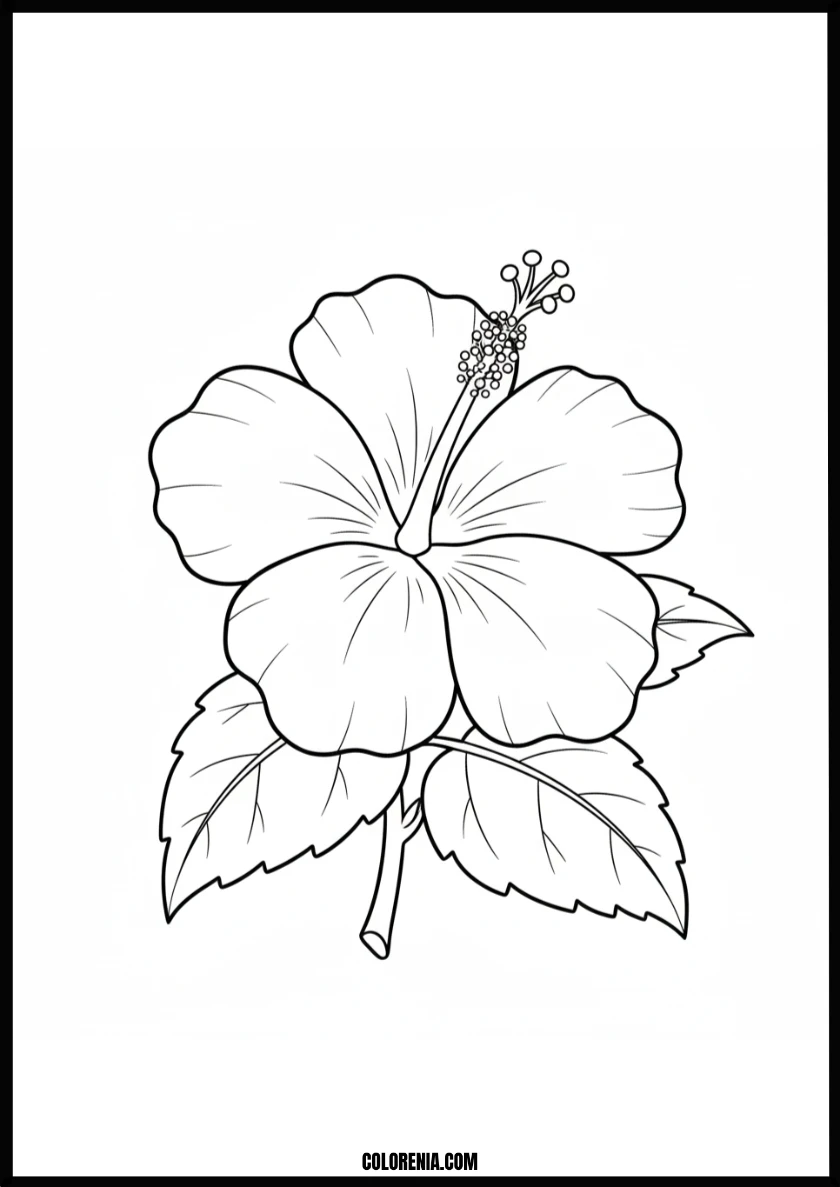 Beautiful Tropical Hibiscus Flower Coloring Page