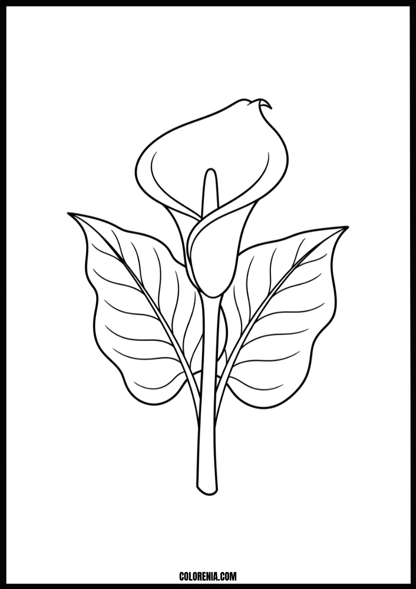 Elegant Calla Lily Flower Coloring Page