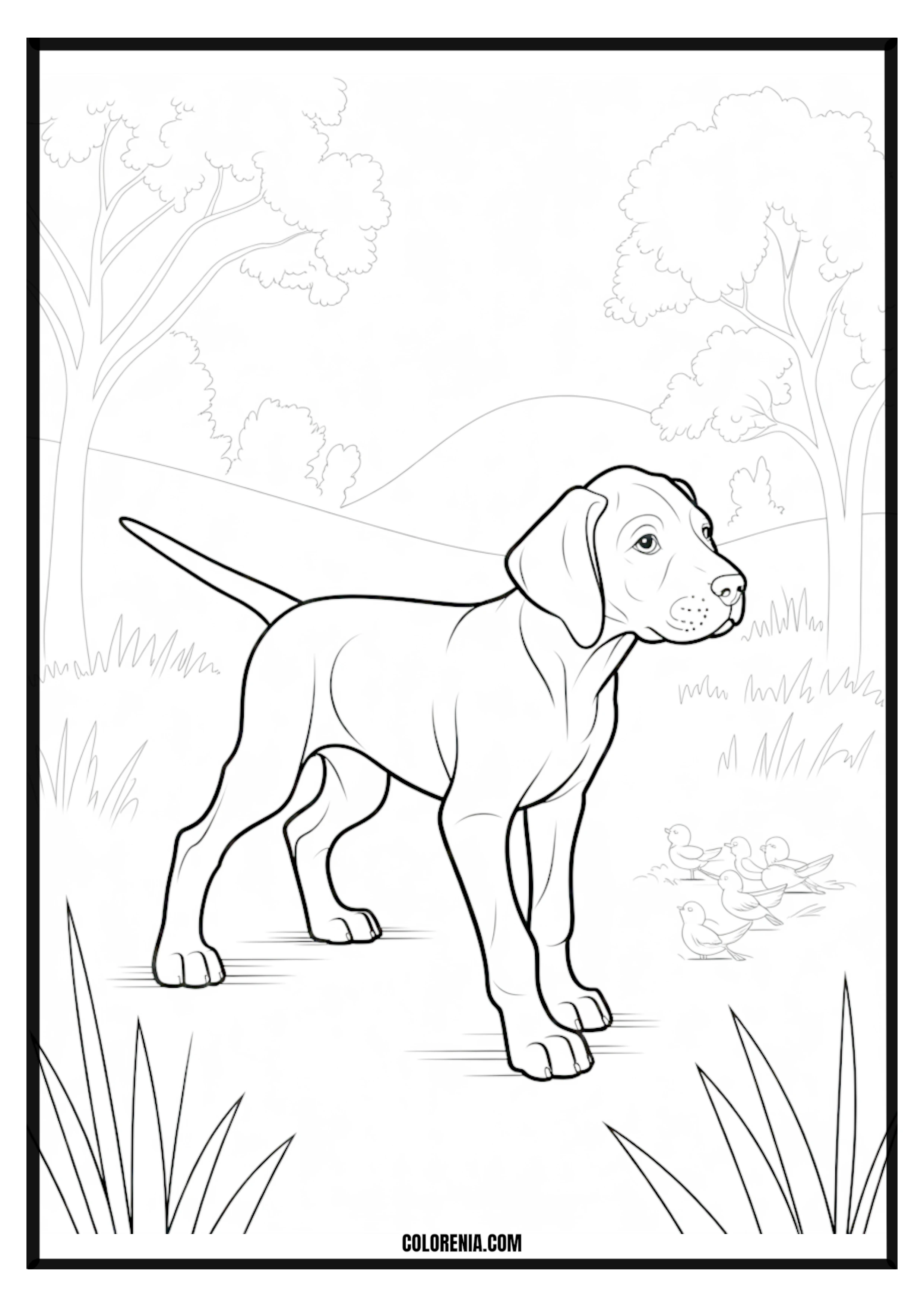 Printable Hunting Dog Looking at Birds Coloring Page Noble hunting dog pointing at birds in a field, nature and wildlife scene.