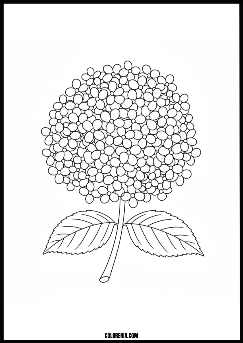 Lovely Hydrangea Flower Coloring Page